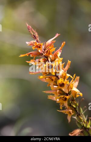 Kanarienhummel (Isoplexis chalcantha) Im botanischen Garten - endemisch auf Gran Canaria Stockfoto