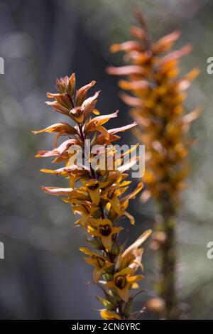 Kanarienhummel (Isoplexis chalcantha) Im botanischen Garten - endemisch auf Gran Canaria Stockfoto