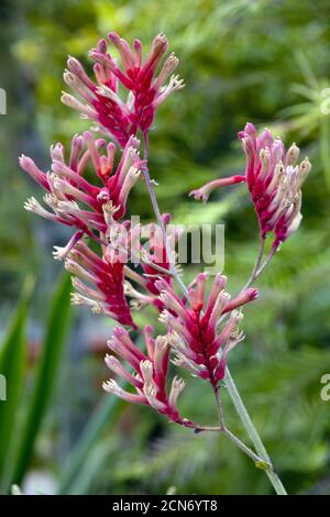 Große Kängurupfote (Anigozanthos flavidus) im botanischen Garten Stockfoto