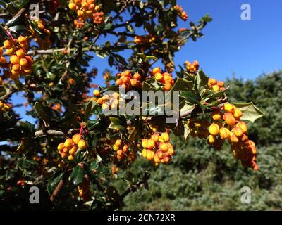 Gelbe Blüten der Berberis darwinii (Berberis darwinii) Stockfoto