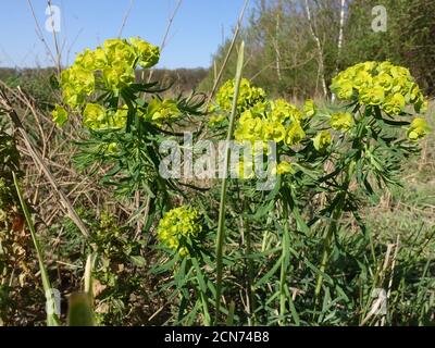 Gelber Blütenstand der Zypresse (Euphorbia cyparissia) Stockfoto