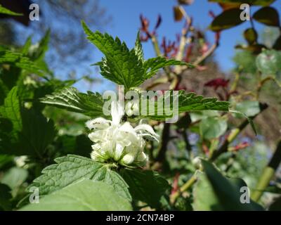 Nahaufnahme von weißen toten Brennnesselblüten (Lamium Album) Stockfoto