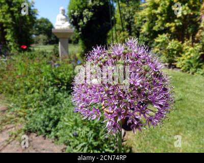 Blütenstand der Riesenzwiebel (Allium giganteum) Auf dem Gartenteich Stockfoto