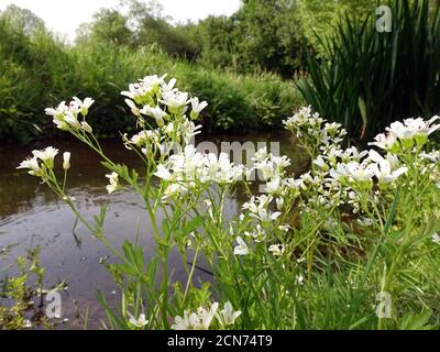 Große Bitterkresse (Cardamine amara), blühende Pflanzen auf einem Bach Stockfoto