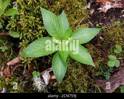 Hundequecksilber (Mercurialis perennis), junge Pflanze mit Blütenknospen Stockfoto