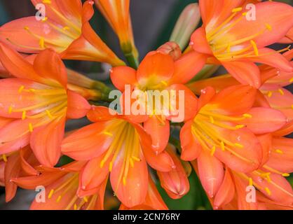 Orange Blüten aus nächster Nähe und im Vollformat Stockfoto
