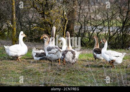 Eine Herde Gänse grasen auf dem grünen Gras Anfang Frühjahr Stockfoto