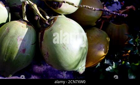 Nahaufnahme von jungen Kokosnussfrüchten Stockfoto