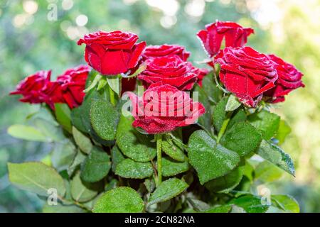 Schöner Strauß roter Rosen zum Geburtstag Stockfoto