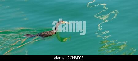 Toller cormoran, der einen Fisch im Meer isst Stockfoto