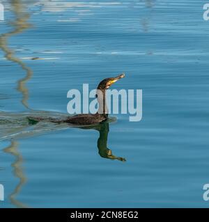 Toller cormoran, der einen Fisch im Meer isst Stockfoto