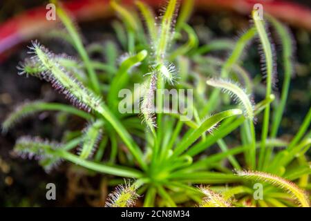 Sonnentauben, Drosera capensis fleischfressende Pflanze Nahaufnahme Stockfoto