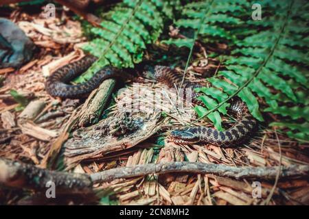 ASP Viper im Wald Stockfoto