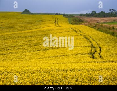 Frühlingsgelb blühende Rapsfelder Stockfoto