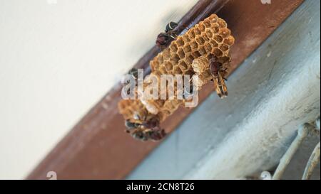 Wespen im Nest, das Nest einer Wespenfamilie, die aus der Nähe aufgenommen wird. Stockfoto