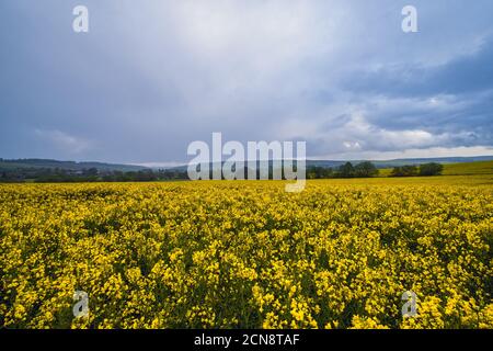 Frühlingsgelb blühende Rapsfelder Stockfoto