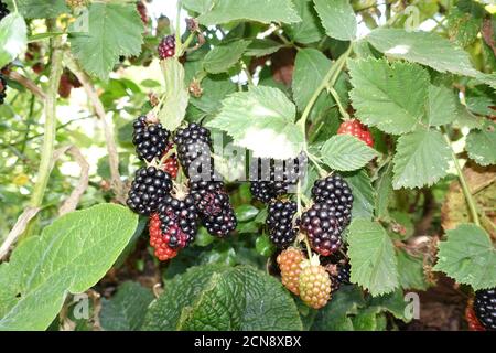 Strauch mit Brombeeren (Rubus spec.) - Früchte in unterschiedlichem Reifegrad Stockfoto