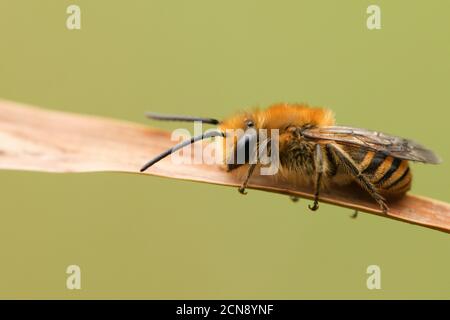 Eine hübsche Ivy Bee, Colletes hederae, auf einem Schilf brüllend. Stockfoto