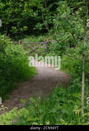 Weg in den Wald führt zu einem geschlossenen diagonalen Querbalken Holztor. Bäume und Laub auf allen Seiten. Ruislip Woods, Hillingdon, Northwest London. Stockfoto