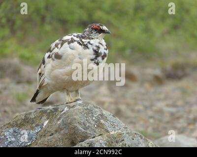 Nördliches Rebhuhn auf dem Stein in Island. Lagopus mutus. Männchen von Ptarmigan. Felsenschneehuhn. Strickjacke mit weißem Schwanz. Birkhuhn. Stockfoto