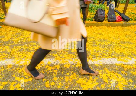Fuß des Ginkgo und die Leute des Schreins außen Garten Ginkgo Reihe von Bäumen Stockfoto