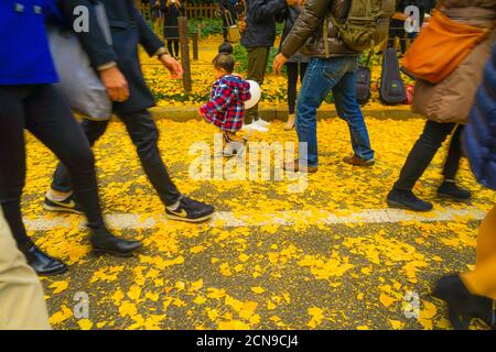 Fuß des Ginkgo und die Leute des Schreins außen Garten Ginkgo Reihe von Bäumen Stockfoto