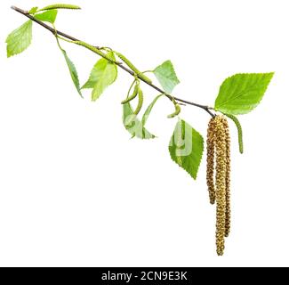 Grüner Birkenzweig auf weißem Hintergrund. Symbol der Birke, die in der Herstellung weit verbreitet ist; Medizin, Kosmetologie und Lebensmittelverarbeitung. Stockfoto