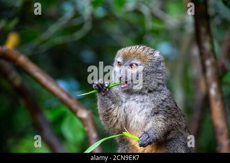 Der kleine Lemur auf dem Ast frisst auf der Klinge Von Gras Stockfoto