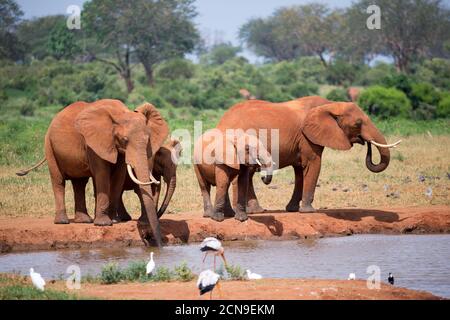 Familie von Elefanten, die Wasser aus dem Wasserloch trinken Stockfoto