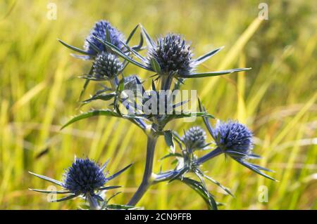 Schöne italienische Eryngo oder Amethyst Seetauchpflanze auf der Wiese, lat Eryngium amethystinum, in Kroatien Stockfoto