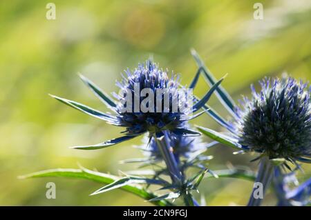 Schöne italienische Eryngo oder Amethyst Seetauchpflanze auf der Wiese, lat Eryngium amethystinum, in Kroatien Stockfoto