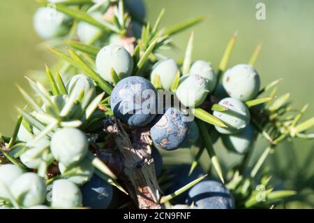 Nahaufnahme von Wacholder Pflanzenzweig voll mit Beeren, Juniperus communis, aus Europa, Kroatien Stockfoto