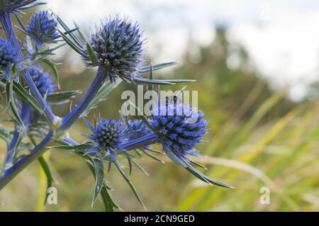 Schöne italienische Eryngo oder Amethyst Seetauchpflanze auf der Wiese, lat Eryngium amethystinum, in Kroatien Stockfoto
