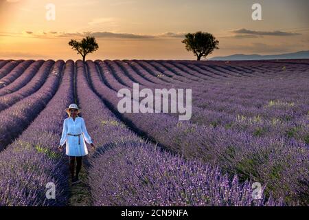 Frau im Urlaub in der provence Lavendelfelder, Provence, Lavendelfeld Frankreich, Valensole Plateau, bunte Feld von Lavende Stockfoto