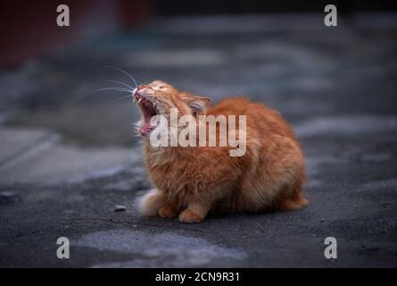 Erwachsene rote Katze sitzt im Sommer auf der Straße Abends und gähnt Stockfoto