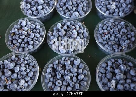 Plastikschüsseln mit Heidelbeeren. Beerenmuster. Stockfoto