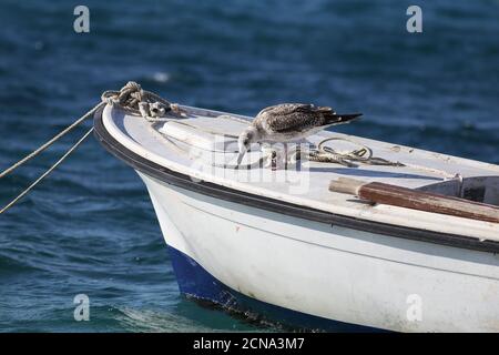 Die Graumöwe steht auf einem Fischerboot Stockfoto