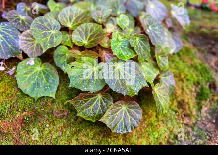Wilder Efeu auf Baumrinde im Park.Grüne Natur im Wald. Stockfoto