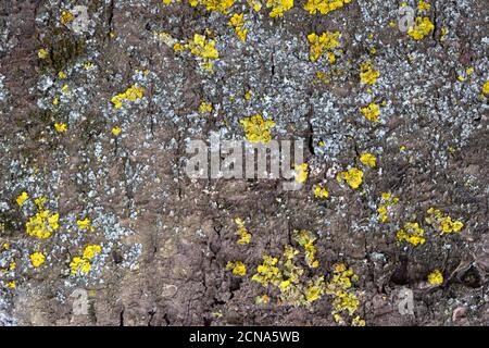 Moosrinde von alter Kirsche für Hintergrund oder Textur Stockfoto