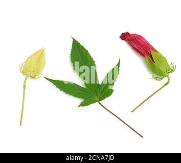 Set aus rot blühenden Hibiskusknospen, grünem Blatt und ungeblasenem Kasten isoliert auf weißem Hintergrund Stockfoto