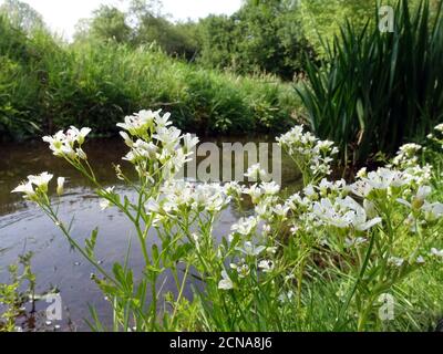 Große Bitterkresse (Cardamine amara), blühende Pflanzen an einem Bach Stockfoto