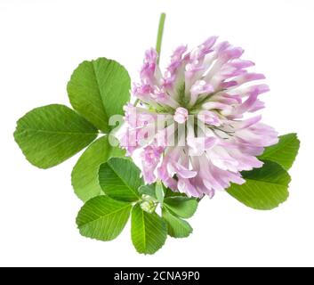 Klee- oder Baumfolienblätter und Blumen isoliert auf weißem Grund. Nahaufnahme. Stockfoto