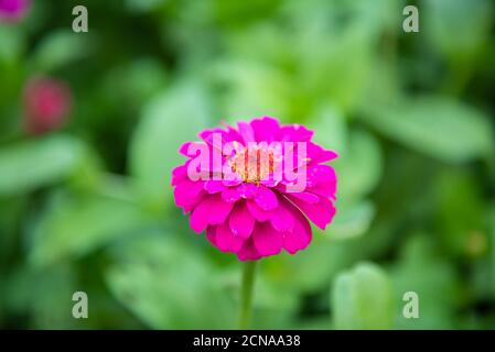 Gerber (lateinisch Gerbera) oder Rosa Zinnia Blumen im Garten - Gattung der mehrjährigen Kräuter der Familie Asteraceae oder Compositae. Stockfoto