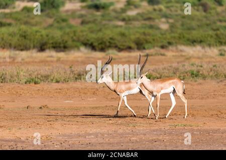 Grant Gazelle in der Savanne Kenias Stockfoto