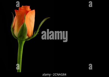 Orange Rose isoliert auf schwarzem Hintergrund Stockfoto