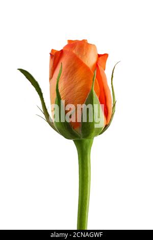Orange Rose isoliert auf weißem Hintergrund Stockfoto