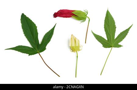 Set aus rot blühenden Hibiskusknospen, grünem Blatt und ungeblasenem Kasten isoliert auf weißem Hintergrund Stockfoto