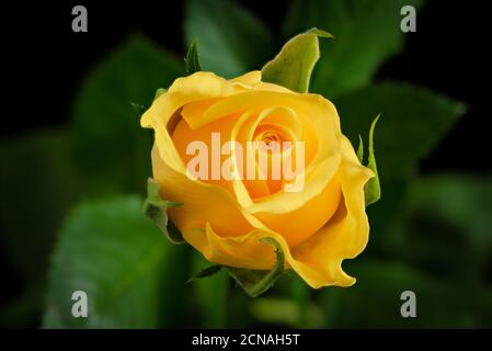 Gelbe Rose mit weichen Fokus grünen Blättern im Hintergrund Stockfoto
