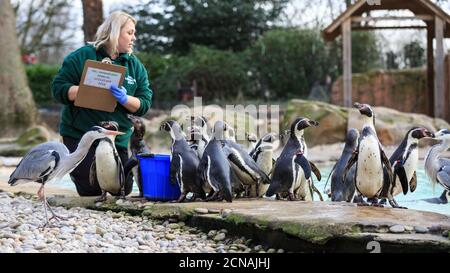 ZSL London Zoo Keeper Zuzanna zählt die Humboldt-Pinguine (Spheniscus humboldti) bei der jährlichen Bestandsaufnahme. Stockfoto