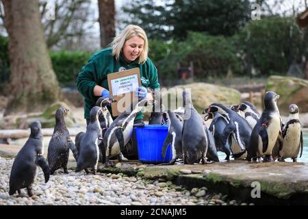 ZSL London Zoo Keeper Zuzanna zählt die Humboldt-Pinguine (Spheniscus humboldti) bei der jährlichen Bestandsaufnahme. Stockfoto